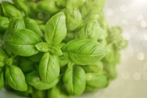 resized300_busuioc-lemon-(0,4-g),-seminte-de-planta-aromatica,-ocimum-basilicum-citriodora,-cu-aroma-delicata-de-lamaie,-agrosem.webp Busuioc Lemon (0,4 g), seminte de planta aromatica, Ocimum basilicum citriodora, cu aroma delicata de lamaie, Agrosem