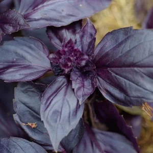 Busuioc Rosu (0,4 g), seminte de planta aromatica, Ocimum basilicum, cu frunze rosu inchis si aroma intensa, Agrosem