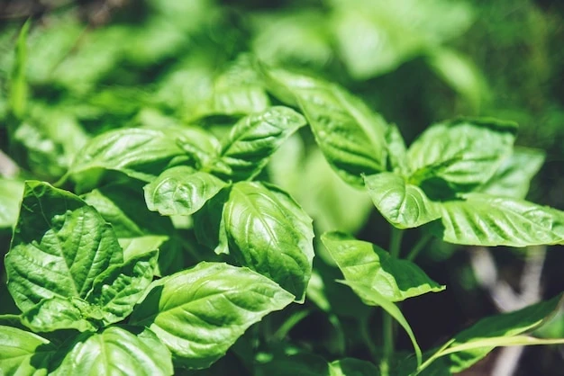 resized640_green--basil--leaf--plant--growing--vegetable--garden--plantation--fresh--sweet--genovese--basil--herb--73523--1264--jpg--seq-3.webpBusuioc Genovese (1,5 g), seminte de planta aromatica, busuioc verde cu frunze mari si aromate, Agrosem