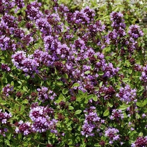 resized300_cimbrisor---lamaioara-(0,1-g),-seminte-de-planta-aromatica-si-decorativa,-cimbru-de-camp,-agrosem.webp Seminte Cimbrisor - Lamaioara (0,1g Agrosem), aroma intensa