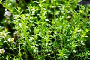 Cimbru (1,5 g), 1200 de seminte de planta perena aromatica, Satureja hortensis, cunoscuta ca cimbru de gradina, Agrosem
