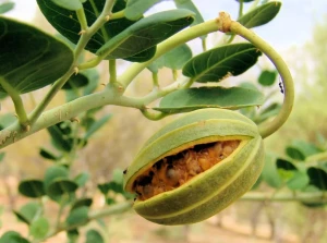 resized300_capere-(0,1-g),-seminte-de-planta-perena-aromatica,-caparis-spinosa,-cu-gust-iute-acrisor,-agrosem.webp Capere (0,1 g), seminte de planta perena aromatica, Caparis spinosa, cu gust iute-acrisor, Agrosem