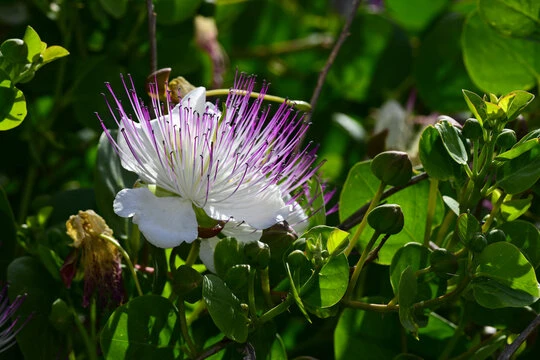 resized640_capere--0--1--g--seminte--de--planta--perena--aromatica--caparis--spinosa--cu--gust--iute--acrisor--agrosem--seq-3.webpCapere (0,1 g), seminte de planta perena aromatica, Caparis spinosa, cu gust iute-acrisor, Agrosem