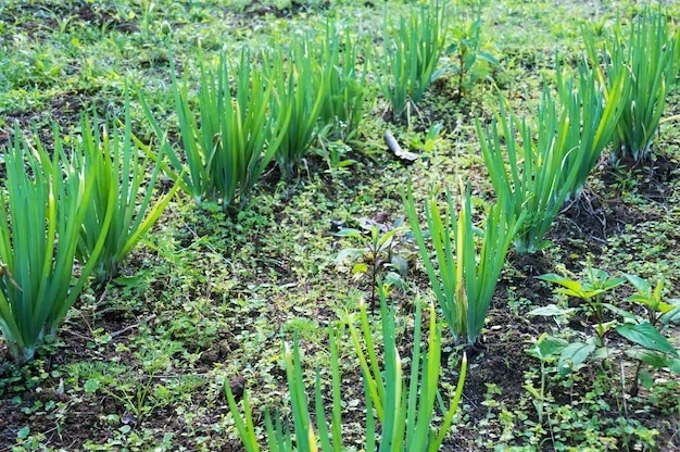 resized640_small--garden--chives--623056--614--jpg--seq-2.webpCeapa de tuns (0,4 g), seminte de planta perena aromatica, Allium schoenoprasum, ideala pentru frunze, Agrosem