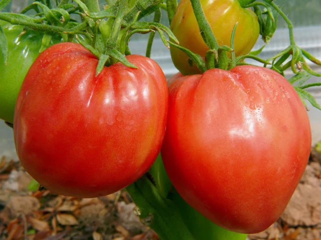 resized640_tomate--inima--de--bou--2--gr--600--seminte--de--rosii--agrosem--seq-2.webpTomate - Inima de Bou, 2 gr - 600 seminte de rosii, Agrosem