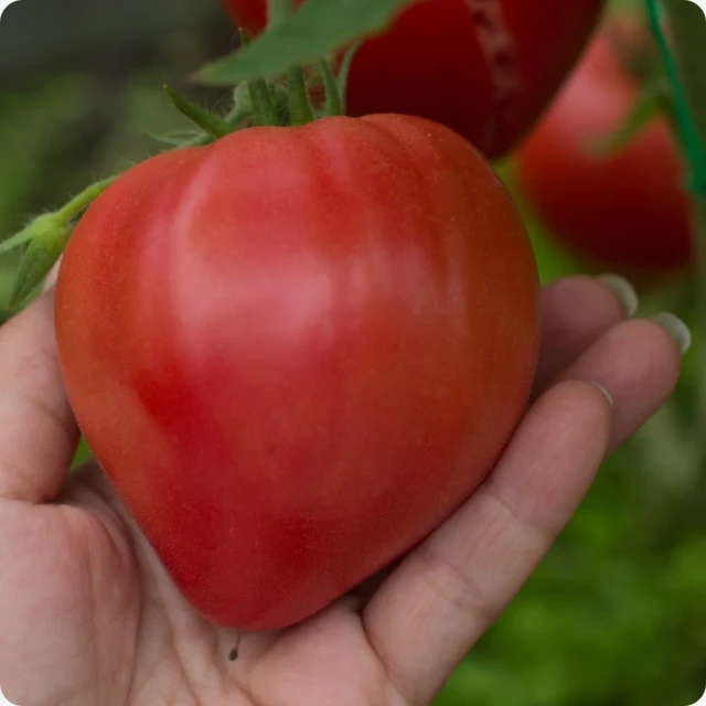 resized640_tomate--inima--de--bou--2--gr--600--seminte--de--rosii--agrosem--seq-3.webpTomate - Inima de Bou, 2 gr - 600 seminte de rosii, Agrosem
