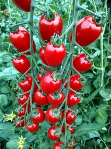 resized300_cherry-milla-(300-seminte),-tomate-cherry-nedeterminate,-cu-fructe-in-forma-de-prunisoare,-geosem-select.webp Cherry Milla (300 seminte), tomate cherry nedeterminate, cu fructe in forma de prunisoare, Geosem Select