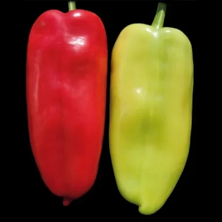 resized640_ureche--alba--belo--uvo--750--seminte--seminte--de--ardei--capia--soi--sarbesc--superior--seeds--seq-3.webpUreche Alba - Belo Uvo (750 seminte), seminte de ardei capia, soi sarbesc, Superior Seeds