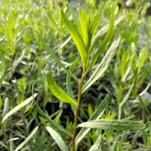 Tarhon (0,1 g), seminte de planta perena medicinala si aromatica, Artemisia dracunculus, cu parfum intens, Agrosem