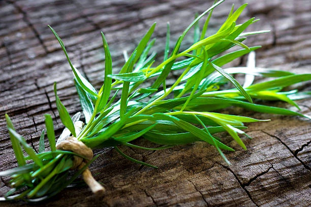 resized640_tarhon--0--1--g--seminte--de--planta--perena--medicinala--si--aromatica--artemisia--dracunculus--cu--parfum--intens--agrosem--seq-3.webpTarhon (0,1 g), seminte de planta perena medicinala si aromatica, Artemisia dracunculus, cu parfum intens, Agrosem