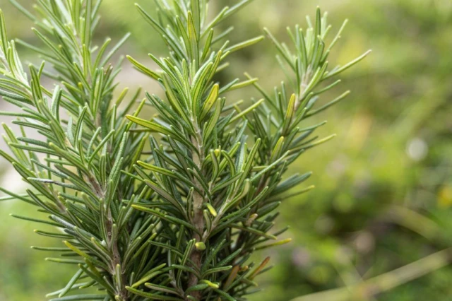 resized640_rozmarin--0--05--g--seminte--de--planta--medicinala--si--aromatica--rosmarinus--officinalis--agrosem--seq-2.webpRozmarin (0,05 g), seminte de planta medicinala si aromatica, Rosmarinus officinalis, Agrosem