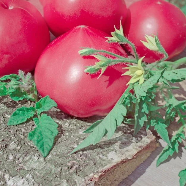 resized640_natural--pink--tomatoes--fresh--pink--tomatoes--wood--background--fresh--ripe--tomatoes--87555--3542--jpg--seq-3.webpSeminte rosii Rozali (90 seminte), soi roz cu crestere nedeterminata, tip gigant, Florian