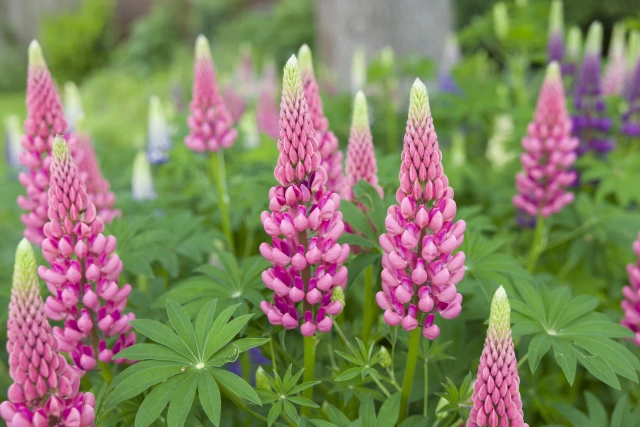 resized640_lupin--mix--seminte--flori--de--lupin--0--8--grame--opal--seq-2.webpLupin Mix - Seminte flori de Lupin, 0.8 grame, Opal
