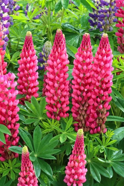 resized640_lupin--mix--seminte--flori--de--lupin--0--8--grame--opal--seq-3.webpLupin Mix - Seminte flori de Lupin, 0.8 grame, Opal