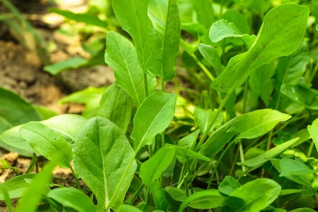 resized640_sorrel--garden--close--up--leaves--290431--4964--jpg--seq-2.webpMacris Medicinal - Seminte de Macris - Planta Aromatica si Medicinala, 1000 seminte, Opal