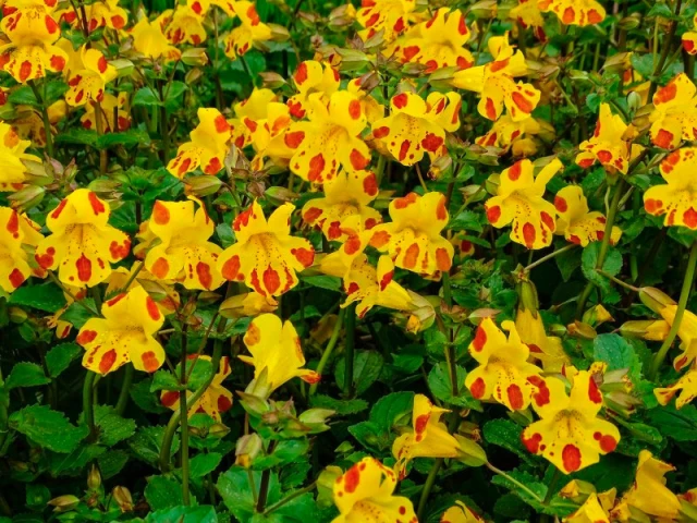 resized640_seminte--mimulus--tigrinus--0--2--g--opal--colec--ie--de--culori--seq-2.webpSeminte Mimulus Tigrinus (0,2 g, Opal), colecţie de culori