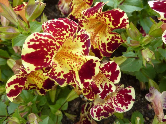 resized640_seminte--mimulus--tigrinus--0--2--g--opal--colec--ie--de--culori--seq-3.webpSeminte Mimulus Tigrinus (0,2 g, Opal), colecţie de culori