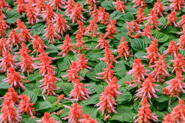 resized640_salvia--de--gradina--rosie--planta--cu--flori--colorate--in--rosu--intens--0--2--grame--opal--seq-4.webpSalvia de gradina rosie, planta cu flori colorate in rosu intens, 0.2 grame, Opal