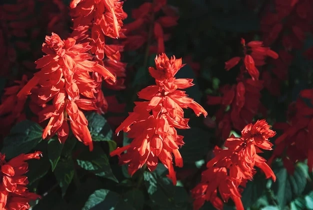 resized640_salvia--splendens--vista--red--blooming--garden--scarlet--sage--closeup--284753--1940--jpg--seq-2.webpSalvia de gradina rosie, planta cu flori colorate in rosu intens, 0.2 grame, Opal