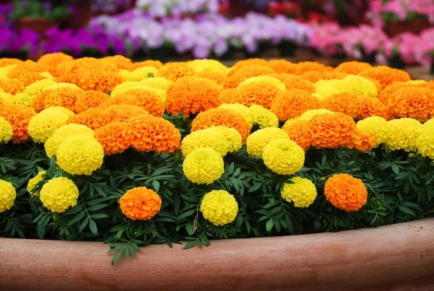 resized640_marigolds--mixed--color--tagetes--erecta--mexican--marigold--42327--568--jpg--seq-4.webpSeminte de Craite Erecta mix (Tagetes erecta), 0.7gr, Opal