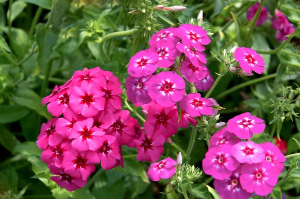 resized640_seminte--de--plante--phlox--brumarea--mix--0--5--grame--opal--seq-2.webpSeminte de plante Phlox - Brumarea mix, 0.5 grame, Opal