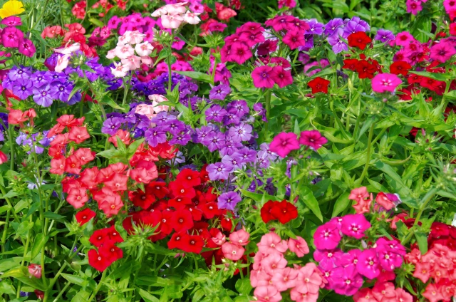 resized640_seminte--de--plante--phlox--brumarea--mix--0--5--grame--opal--seq-3.webpSeminte de plante Phlox - Brumarea mix, 0.5 grame, Opal