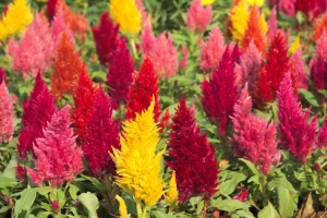 Celosia Plumosa - Seminte Flori, pachet de 0.5 grame, Opal