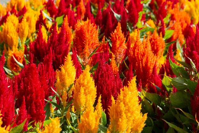 resized640_celosia--plumosa--seminte--flori--pachet--de--0--5--grame--opal--seq-2.webpCelosia Plumosa - Seminte Flori, pachet de 0.5 grame, Opal