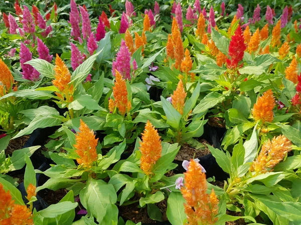 resized640_celosia--plumosa--seminte--flori--pachet--de--0--5--grame--opal--seq-3.webpCelosia Plumosa - Seminte Flori, pachet de 0.5 grame, Opal