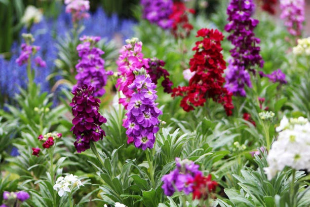 resized640_mixandre--mix--0--5--g--seminte--plante--ornamentale--matthiola--incana--flori--parfumate--inflorire--pana--toamna--tarziu--opal--seq-2.webpMixandre mix (0,5 g), seminte plante ornamentale Matthiola incana, flori parfumate, inflorire pana toamna tarziu, Opal