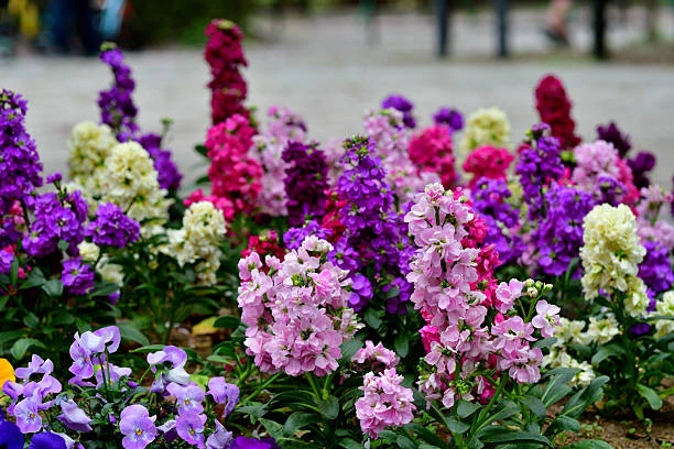 resized640_mixandre--mix--0--5--g--seminte--plante--ornamentale--matthiola--incana--flori--parfumate--inflorire--pana--toamna--tarziu--opal--seq-3.webpMixandre mix (0,5 g), seminte plante ornamentale Matthiola incana, flori parfumate, inflorire pana toamna tarziu, Opal