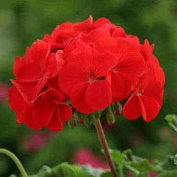 resized640_61258--1--pelargonium--horizon--red--jpg--seq-3.webpMuscata - seminte flori rosii inflorire continua, 0.1gr Opal