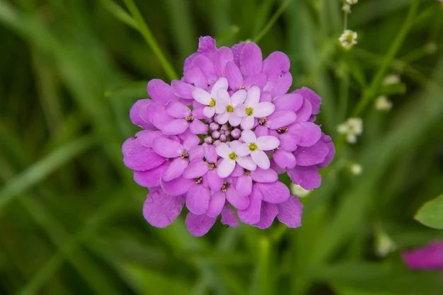 resized640_flower--iberis--umbellate--84176--1130--jpg--seq-3.webpLilicele Iberis, Seminte de flori anuale parfumate Iberis umbellata, colorate in alb, roz si violet, 1 gram, Opal