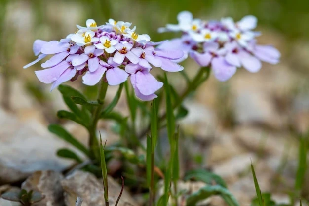 resized640_wild--plant--flower--type--nature--scientific--name--iberis--carnosa--iberis--amara--693630--13587--jpg--seq-2.webpLilicele Iberis, Seminte de flori anuale parfumate Iberis umbellata, colorate in alb, roz si violet, 1 gram, Opal