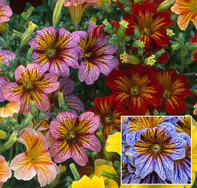resized640_seminte--flori--salpiglossis--sinuata--mix--0--5--grame--opal--seq-2.webpSeminte Flori Salpiglossis Sinuata Mix, 0.5 grame, Opal