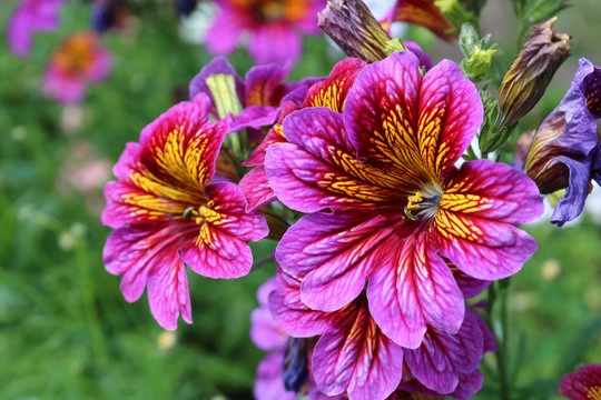 resized640_seminte--flori--salpiglossis--sinuata--mix--0--5--grame--opal--seq-3.webpSeminte Flori Salpiglossis Sinuata Mix, 0.5 grame, Opal