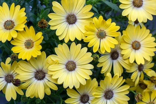 resized640_wild--yellow--flower--scientific--name--dimorphotheca--sinuata--dimorphotheca--ecklonis--yellow--osteospermum--693630--16794--jpg--seq-2.webpSeminte Flori Dimorfoteca, 0.7 grame, Opal
