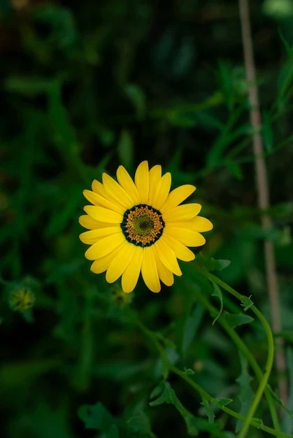 resized640_yellow--dimorphotheca--flower--looks--like--yellow--camomile--daisy--growing--garden--351987--257--jpg--seq-3.webpSeminte Flori Dimorfoteca, 0.7 grame, Opal