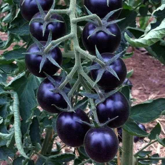 resized640_blackball-(60-seminte),-rosii-exotice-cherry.webpBlackball (60 seminte), rosii exotice cherry, Seklos
