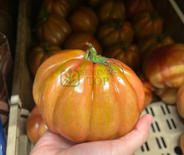 resized640_seminte-tomate-cuor-de-bue,-tip-inima-de-bivol.webpOxheart  Cuor di Bue (30 seminte), rosii tip Inima de Bou, mari, zemoase, cu greutate de pana la 700 g, Seklos