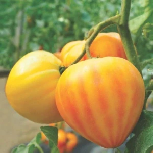 Gourmansun F1 (5 seminte), rosii exotice tip ananas, cu forma de inima galbena, nedeterminate, fructe mari de 250-300 g, Seklos