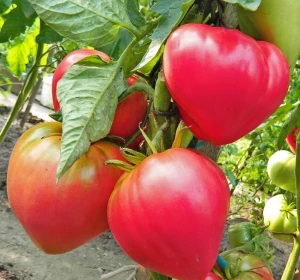 resized300_tomate-amoreroz---50-seminte,-soi-mediu-timpuriu,-nedeterminat,-fruct-pana-la-1.5-kg,-roz-intens,-carnoase-si-extrem-de-gustoase,-florian.webp Tomate Amore Roz - 50 seminte, soi mediu timpuriu, nedeterminat, fruct pana la 1.5 kg, roz intens, carnoase si extrem de gustoase, Florian