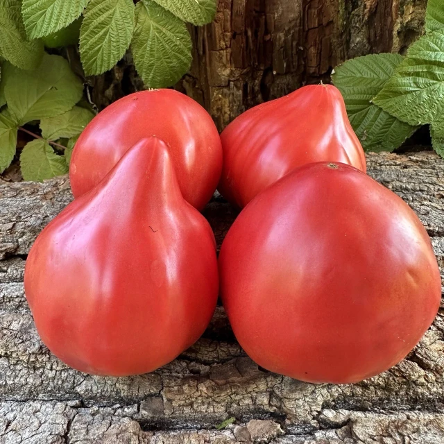 resized640_tomate--amore--roz--50--seminte--soi--mediu--timpuriu--nedeterminat--fruct--pana--la--1--5--kg--roz--intens--carnoase--si--extrem--de--gustoase--florian--seq-2.webpTomate Amore Roz - 50 seminte, soi mediu timpuriu, nedeterminat, fruct pana la 1.5 kg, roz intens, carnoase si extrem de gustoase, Florian