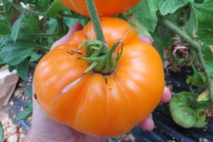Minunea portocalie - 70 seminte, rosii exotice foarte aromate de tip gigant, culoare portocalie, Florian
