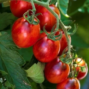 Cherry de Foc - 50 seminte de cherry oval-rotunde, rosu-maronii, foarte dulci si aromate, Florian