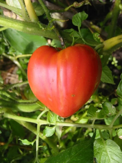 resized640_seminte--tomate--inima--de--bivol--rosu--0--3--gr--soi--cu--crestere--nedeterminata--florian--bulgaria--seq-2.webpSeminte tomate Inima de Bivol Rosu (0.2 gr), soi cu crestere nedeterminata, Florian Bulgaria