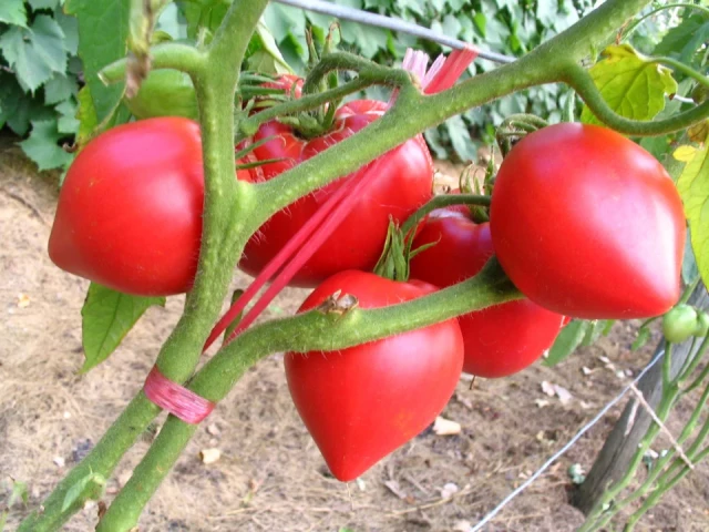 resized640_seminte--tomate--inima--de--bivol--rosu--0--3--gr--soi--cu--crestere--nedeterminata--florian--bulgaria--seq-3.webpSeminte tomate Inima de Bivol Rosu (0.2 gr), soi cu crestere nedeterminata, Florian Bulgaria