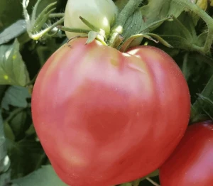 resized300_seminte-tomate-inima-de-bivol-roz-(0.3-gr),-soi-cu-crestere-nedeterminata,-florian-bulgaria.webp Seminte tomate Inima de Bivol Roz (0.3 gr), soi cu crestere nedeterminata, Florian Bulgaria