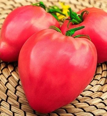 resized640_seminte--tomate--inima--de--bivol--roz--50--seminte--seminte--de--rosii--soi--semitimpuriu--cu--crestere--nedeterminata--florian--seq-3.webpSeminte tomate Inima de Bivol Roz (50 seminte), seminte de rosii soi semitimpuriu cu crestere nedeterminata, Florian