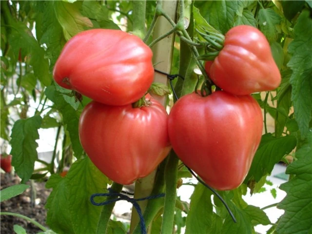resized640_seminte--tomate--inima--de--bivol--roz--50--seminte--seminte--de--rosii--soi--semitimpuriu--cu--crestere--nedeterminata--florian--seq-4.webpSeminte tomate Inima de Bivol Roz (50 seminte), seminte de rosii soi semitimpuriu cu crestere nedeterminata, Florian